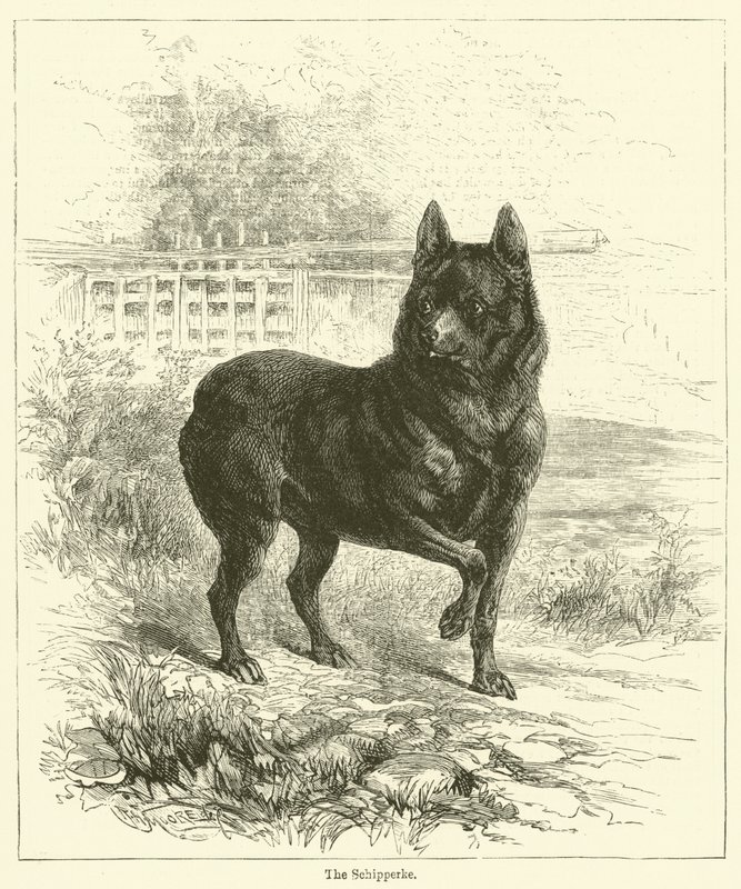 Il Schipperke da English School