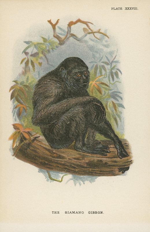 Il Siamang Gibbon da English School