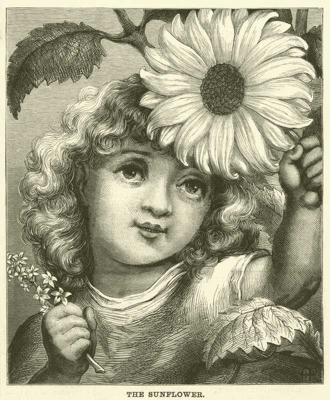 Il girasole (incisione) da English School