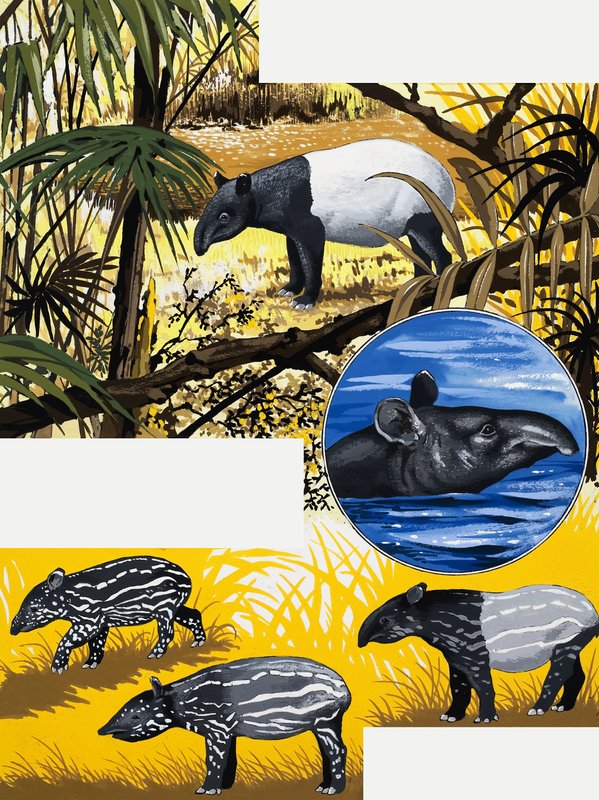 Il tapiro da English School