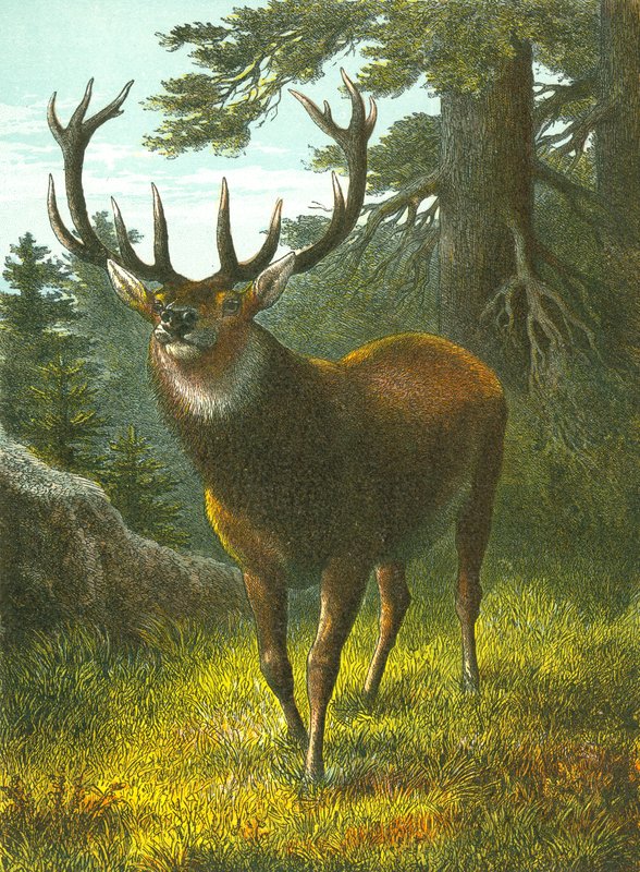 Il wapiti da English School
