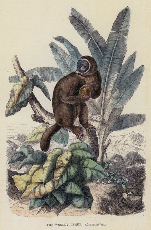 Il lemure lanoso, Lemur laniger da English School