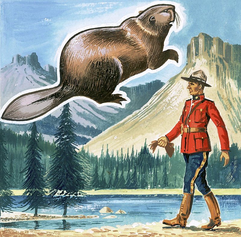 Il castoro, emblema del Canada da English School