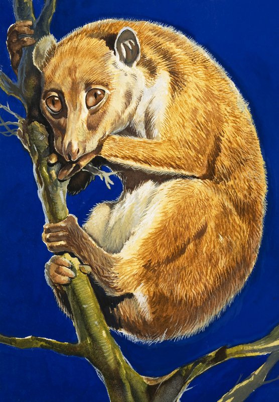 Il Potto da English School