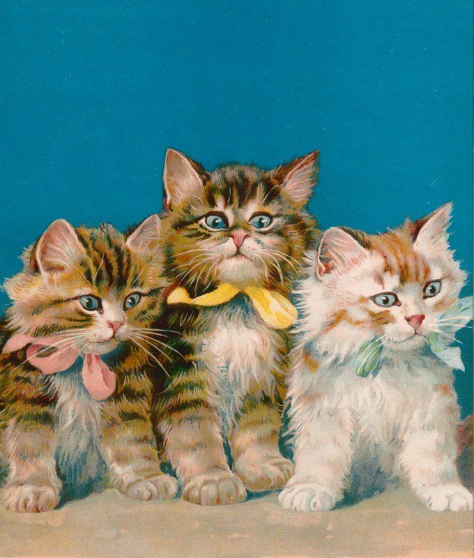 Tre piccoli gattini da English School