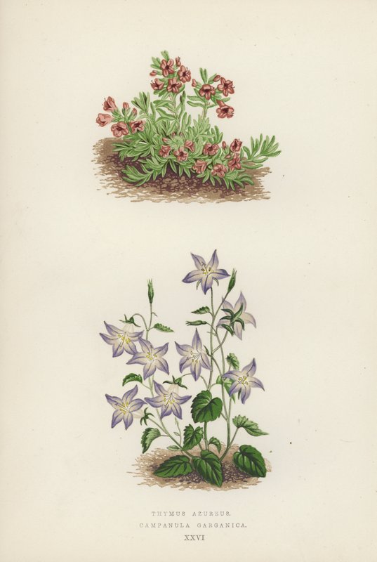 Thymus Azureus; Campanula Garganica (litografia a colori) da English School