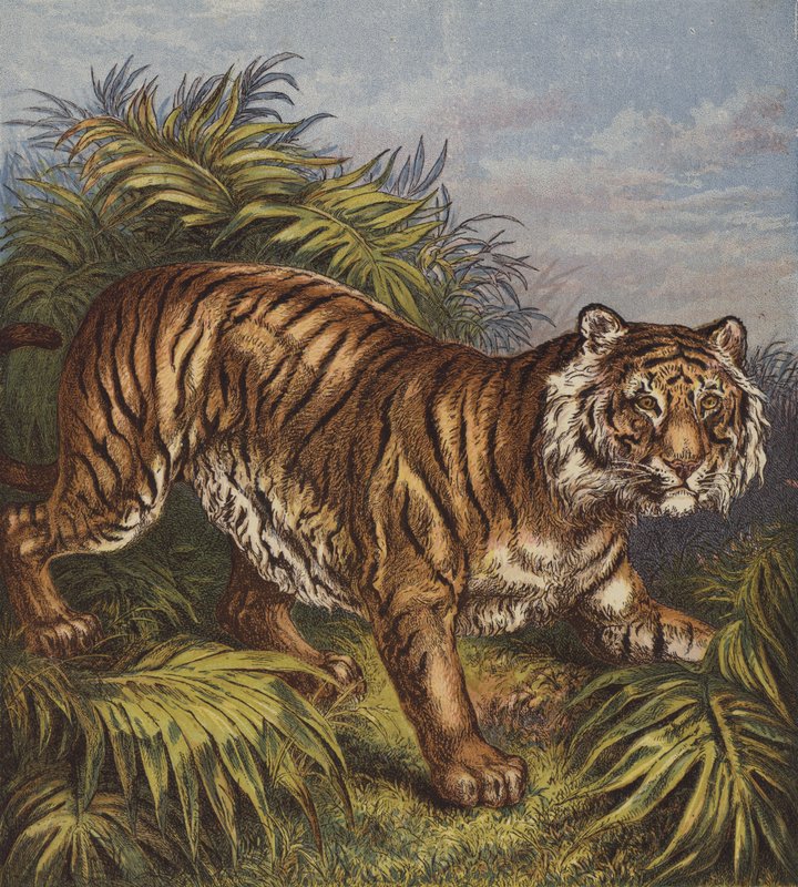 Tigre da English School