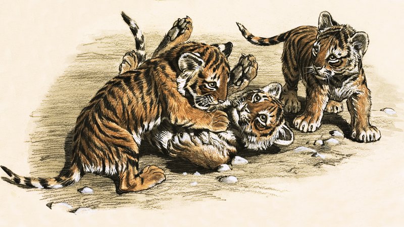 Cuccioli di tigre da English School