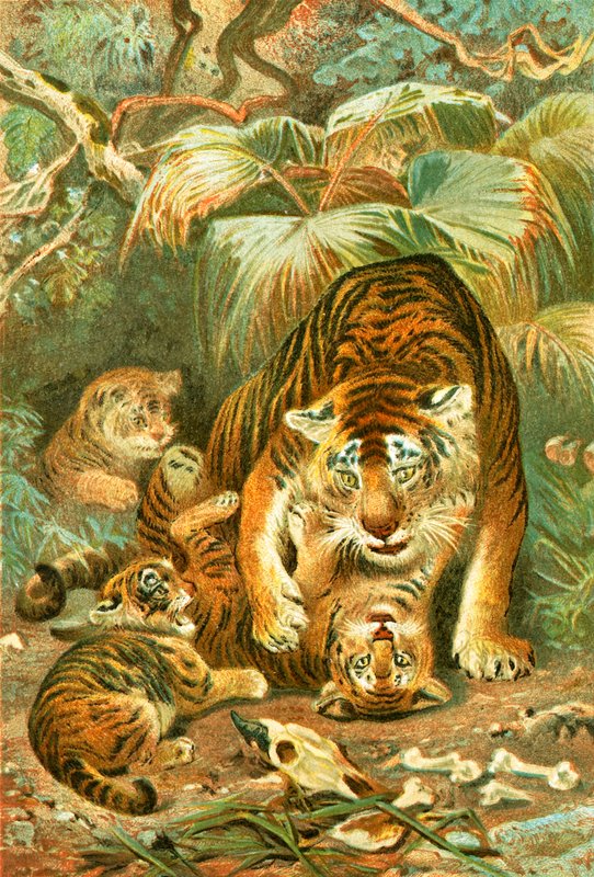 Tigre e cuccioli da English School