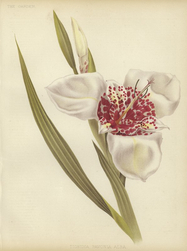 Tigridia pavonia Alba da English School