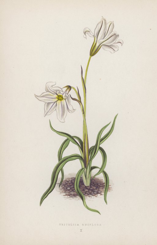 Triteleia Uniflora da English School