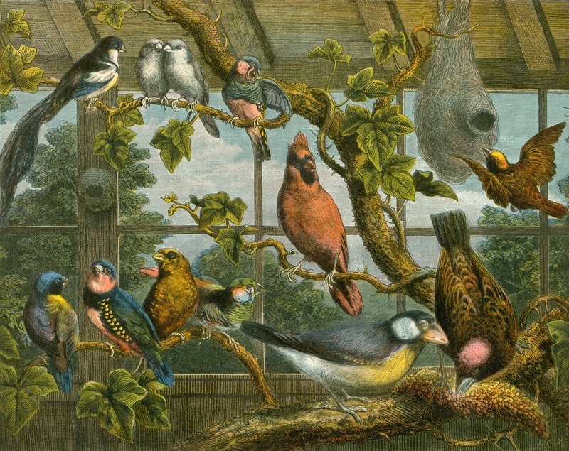Uccelli tropicali da English School