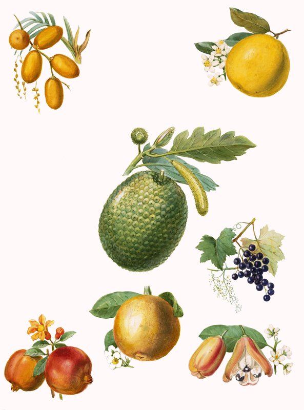 Frutta tropicale da English School