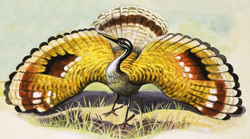 Uccello non identificato da English School