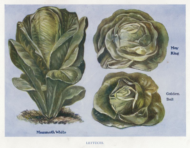 Guida del Coltivatore di Verdure: Lattughe da English School