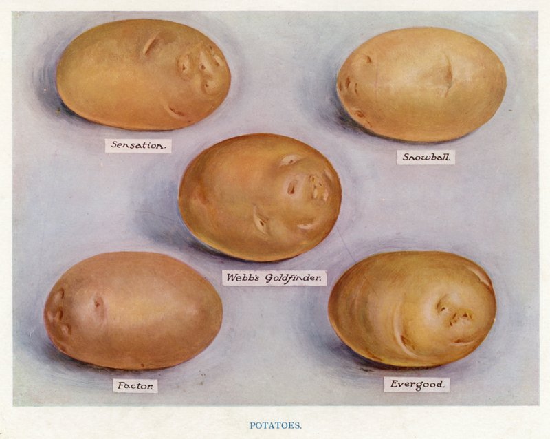Guida del Coltivatore di Verdure: Patate da English School
