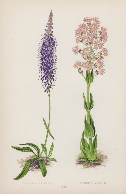 Veronica Spicata; Lychnis Alpina da English School