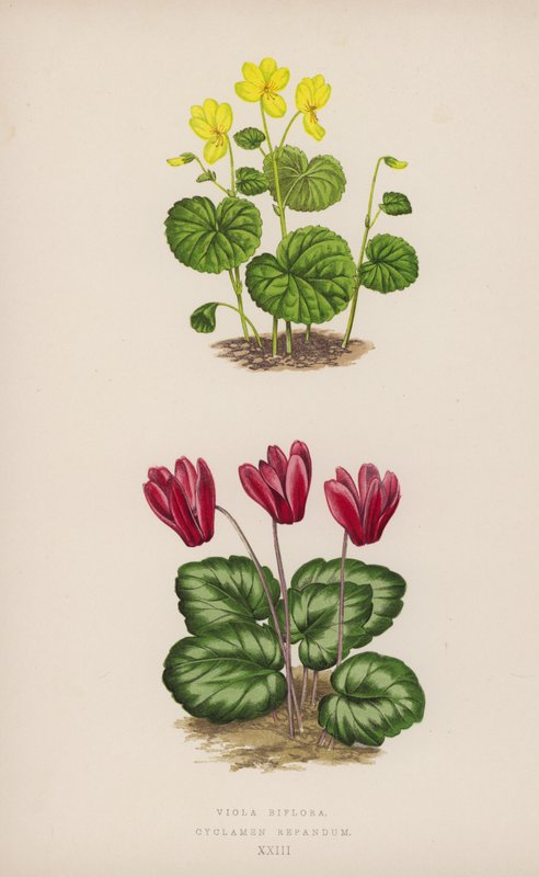 Viola Biflora; Ciclamino Repandum da English School