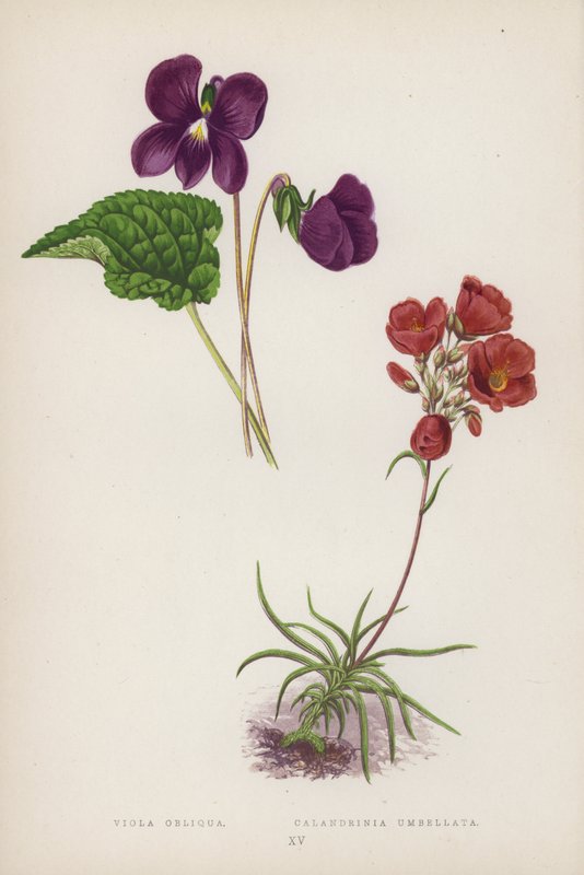 Viola Obliqua; Calandrinia Umbellata da English School