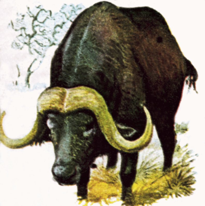 Bufalo d