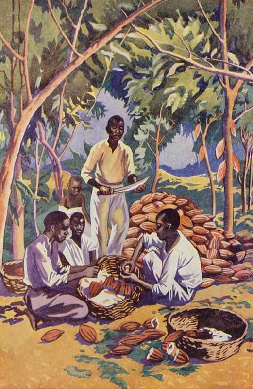 Africa occidentale, apertura dei baccelli di cacao da English School