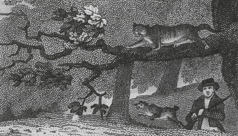 Gatto Selvatico da English School