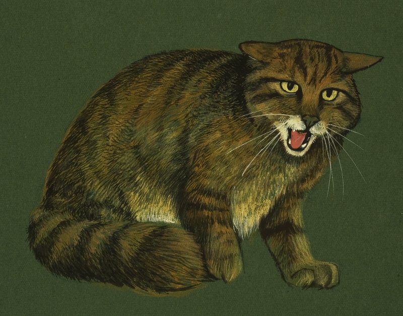 Gatto selvatico da English School