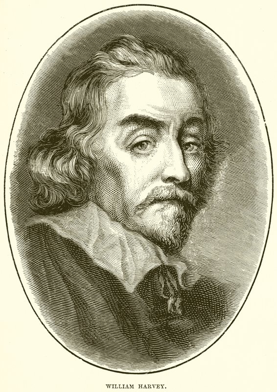 William Harvey da English School