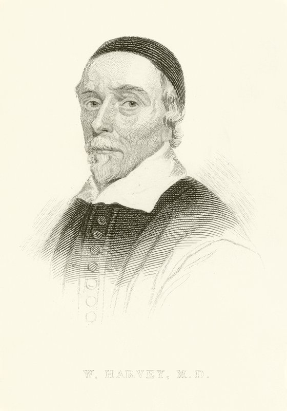 William Harvey da English School