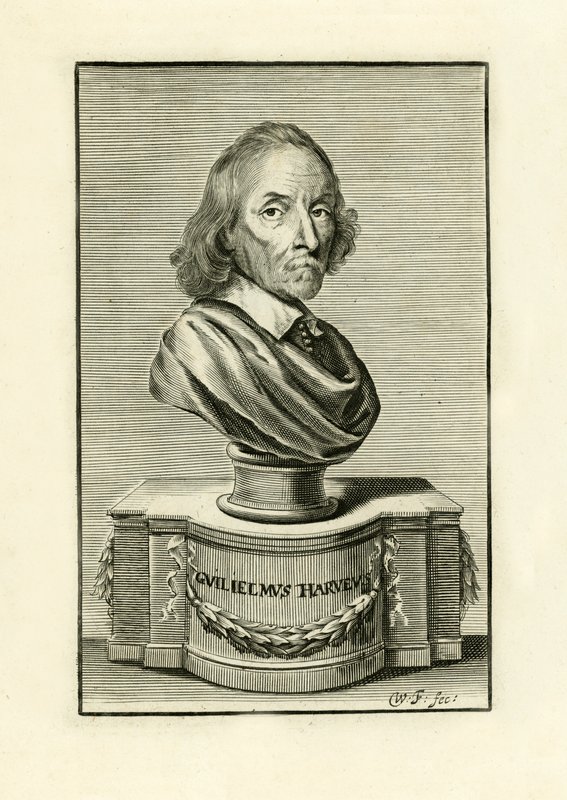 William Harvey da English School