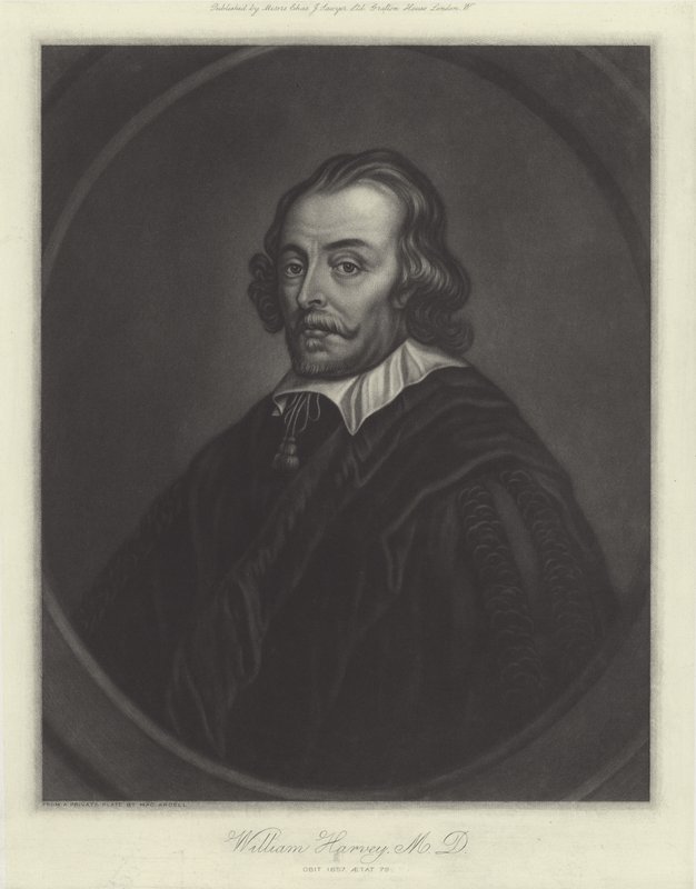 William Harvey, medico inglese da English School