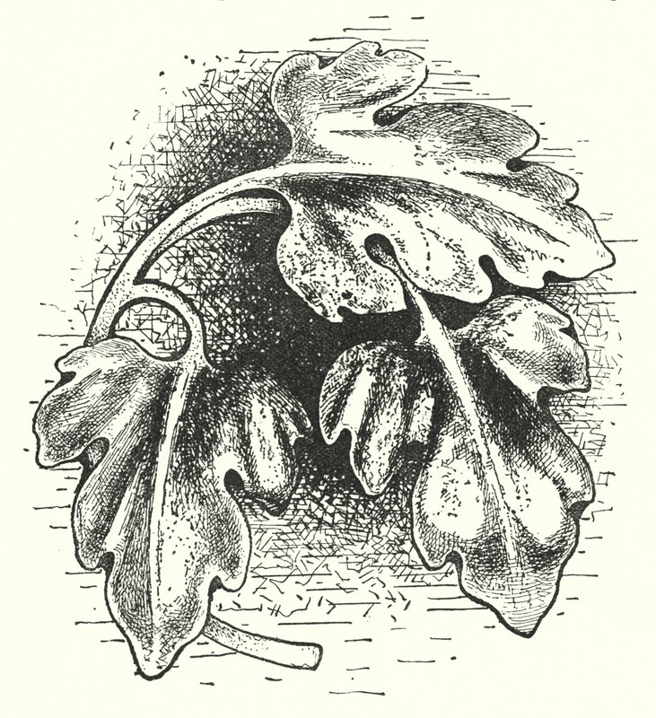 Intaglio del legno: Foglia (incisione) da English School