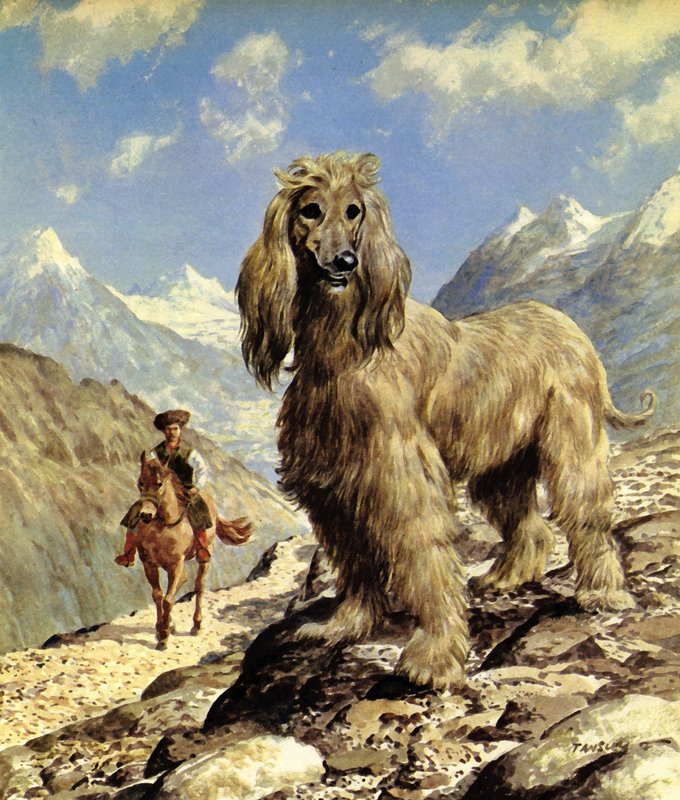Mastino afgano (litografia a colori) da Eric Tansley