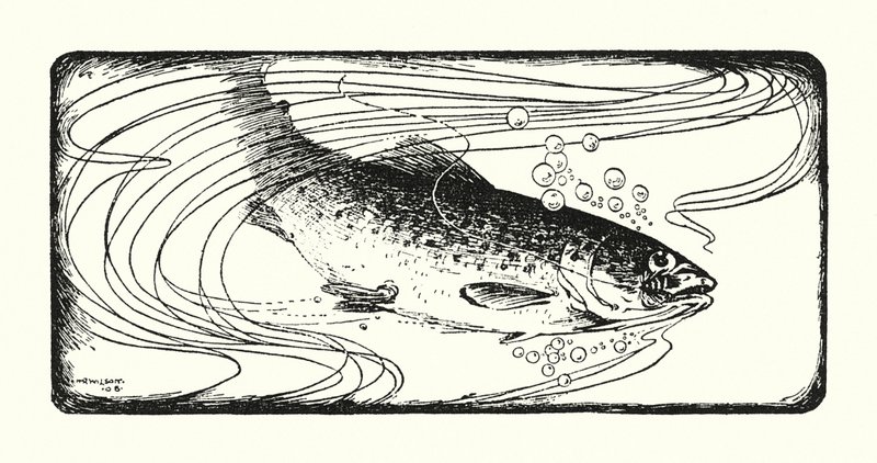 Salmone all