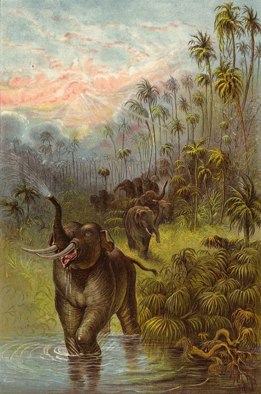 Tramonto nei Tropici da Ernest Henry Griset