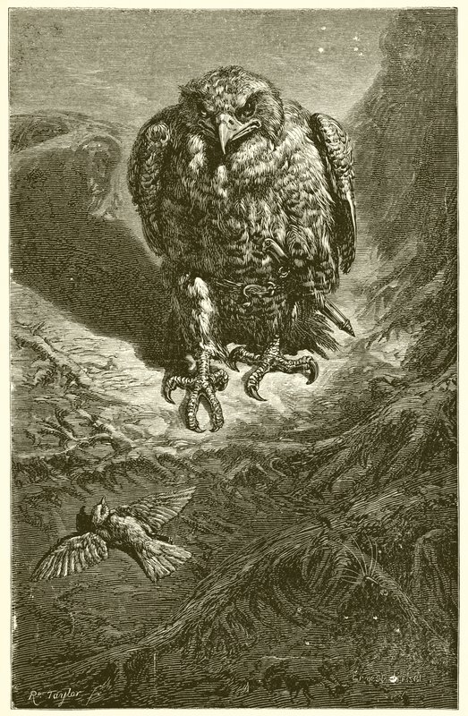 Il falco e l