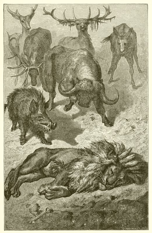 Il Vecchio Leone da Ernest Henry Griset