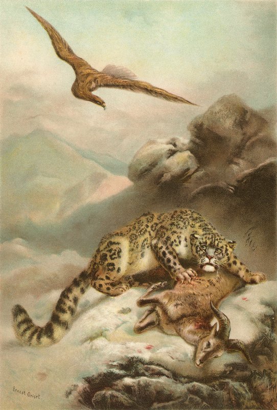 Il leopardo delle nevi e l