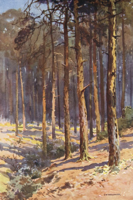 Talbot Woods, Bournemouth da Ernest William Haslehust