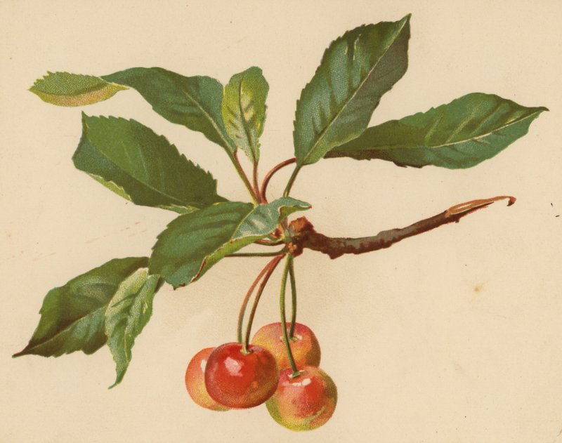 Ciliegie da Ethel C. Nisbet