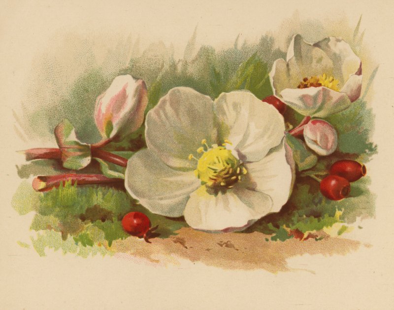 Rosa di Natale e Bacche da Ethel C. Nisbet