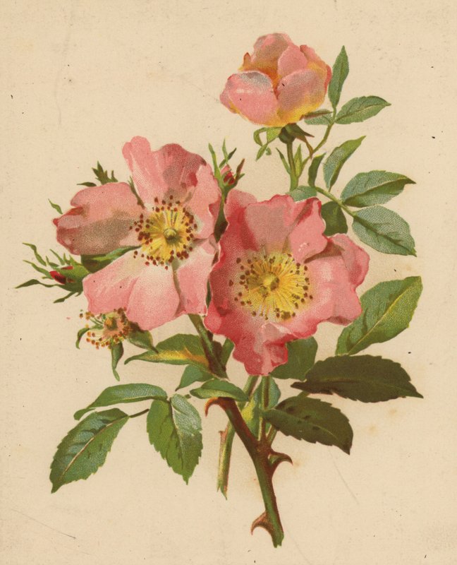 Rose Canine da Ethel C. Nisbet