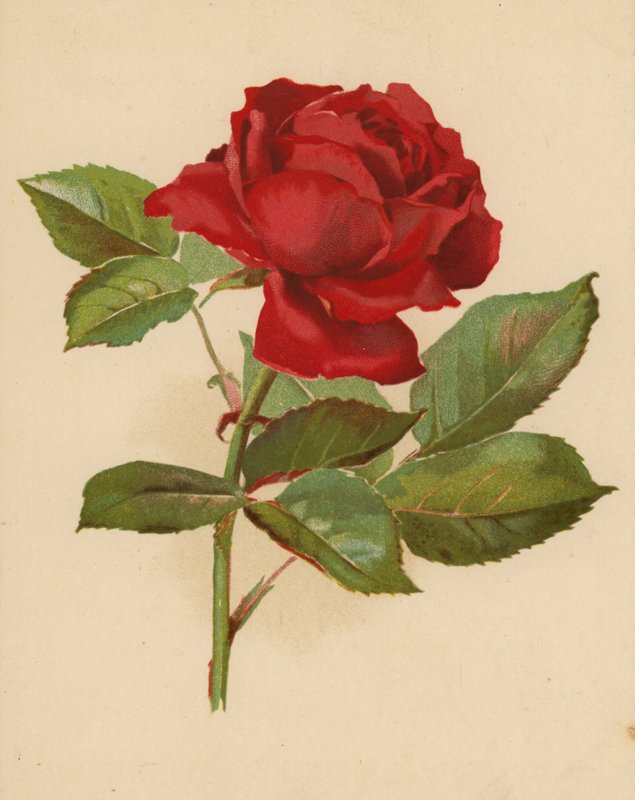 Rosa da giardino rossa da Ethel C. Nisbet