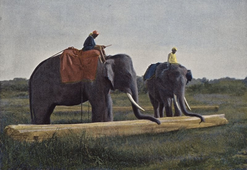 Ceylon, Elefanti che Trascinano un Tronco da European Photographer