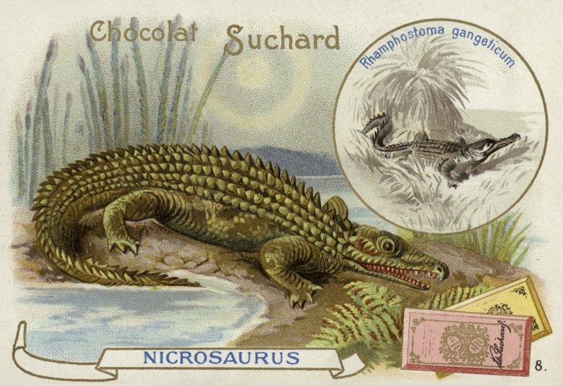 Nicrosaurus e coccodrillo da European School