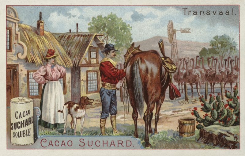 Fattoria di struzzi, Transvaal da European School
