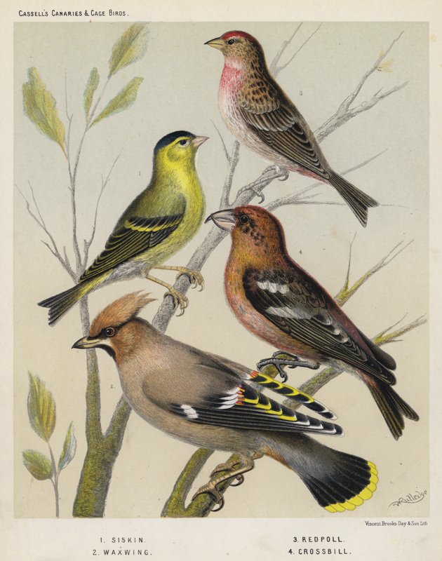 Lucherino, Beccofrusone, Organetto, Crociere da European School