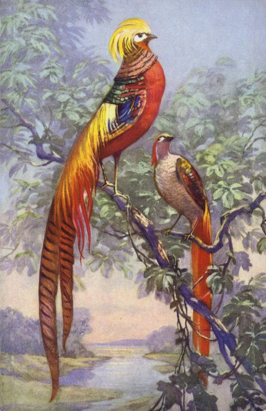 Uccello tropicale o esotico in un ambiente naturale da European School