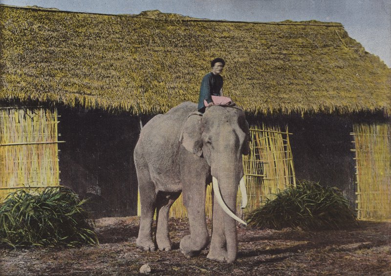 Elefante al Lavoro da European Photographer