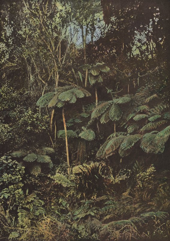 Vegetazione, felci arboree da European Photographer